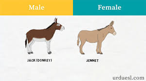 Taiwanese names are unique, beautiful and meaningful. Masculine And Feminine Gender Of Animals List Ultimate Gender List
