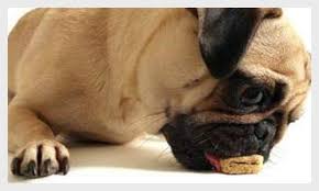 making healthy and tasty home made pug