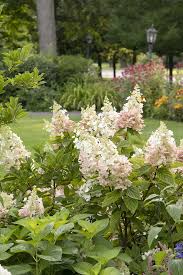 Image result for Gaertnera paniculata