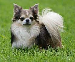 Chihuahua Rarity S Brand Chihuahua