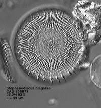 Image result for Entada bacillaris