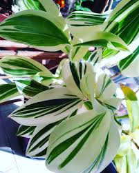 Image result for Costus