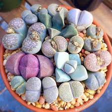 Went To Home Depot To Pick Up Light Bulbs The Other Day And Somehow Ended Up With These I Know I M Planting Succulents Lithops Succulents Cacti And Succulents