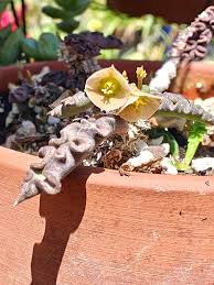 Image result for Euphorbia rubriflora