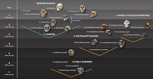 Hominin Family Tree Graphic Showing Early Hominins