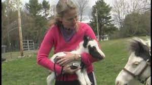 Einstein The Smallest Horse In The World Youtube