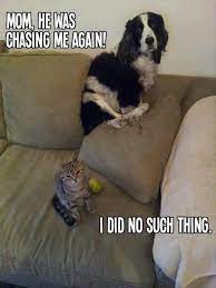 Mom He Was Chasing Me Again Grappige Dieren Grappige Huisdieren Gekke Dieren