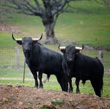 Imagenes De Caballos Y Toros Toros De Adelaida Rodriguez Bulls Animal Totems Animals Totem