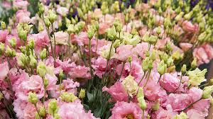 Image result for eustoma lisianthus in garden