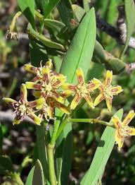 Image result for Periploca