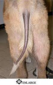Hypothyroidism is a clinical condition resulting from a lowered production and release of t4 and t3 hormones by the thyroid gland. Hypothyroid Dogs Veterinarian In Montgomery Al Animal Hospital Of Montgomery