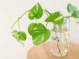 Check spelling or type a new query. How To Propagate Pothos By Water Soil Simplify Plants