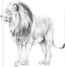 Step by step lion drawing tutorial. Lion Pencil Drawing Images Easy Novocom Top