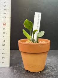 Image result for Oeceoclades saundersiana