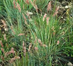 Image result for Melinis repens