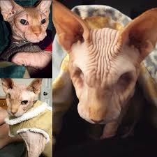 3840x2160 black and white cats wallpaper. Feline Herpes Turns Hairless Eyeless Cat Into Instagram Influencer