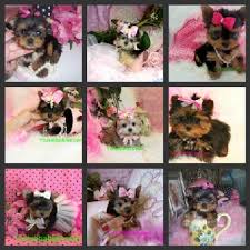Available male and female puppies for sale. Teacup Puppies Texas Texas Teacup Puppies For Sale