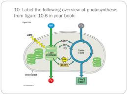 In other words, photosynthesis is the process when plants make their own food. 35 Label Photosynthesis Labels For Your Ideas