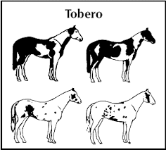 Tobero Paint Horse Horse Coat Colors Horse Markings Horse Coloring