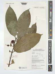 Image result for Oxyanthus