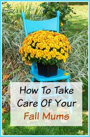 We did not find results for: How To Take Care Of Your Mums Indoors And Out