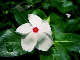 Image result for Catharanthus