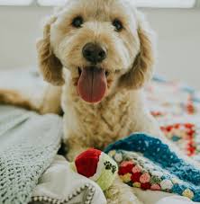 Habt ihr keinen gassiservice oder so in der nähe? Wau Was Fur Ein Spass Beschaftigung Fur Den Hund