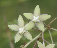 Image result for Pergularia daemia