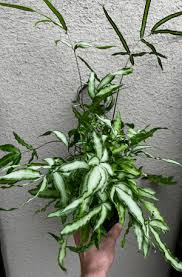 Image result for Pteris cretica