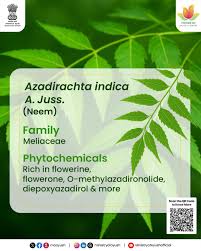 Image result for Azadirachta indica