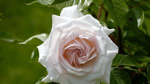 We did not find results for: Puisi Mawar Putihku