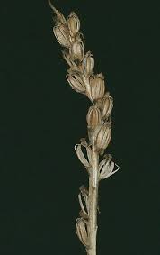 Image result for Ozoroa viridis