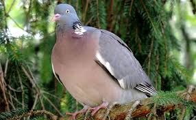 Le Pigeon Ramier Columba Palumbus Ou Palombe Pigeon Ramier Pigeon Oiseaux