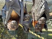 Summer at the Library – Newberry Branch: Bats at the Library