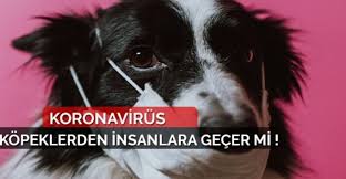 Corona Virusu Kopekten Insana Gecer Mi Turk Veteriner Hekimleri Birligi