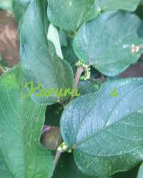 Image result for Maerua triphylla