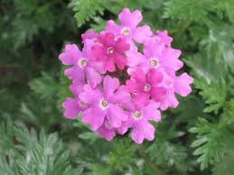Image result for Verbena × teasii