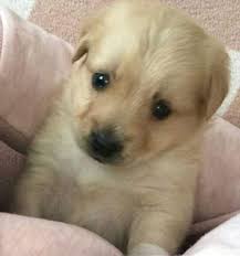 Golden Yavrusu Kopegi Sahiplendirmek Isiyoruz 1093 Golden Retriever Retriever