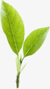 Two Tea Leaf Png And Clipart Tea Leaves Leaf Photography Tea Farm