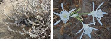 Maybe you would like to learn more about one of these? 1 1 Otanthus Maritimus On The Left And Pancratium Maritimum On The Download Scientific Diagram