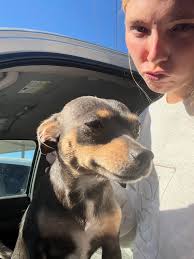 Lost my puppy today around fruitdale al and state line of Ms please contact  me if you are or going through this area and you spot my baby she has a blue