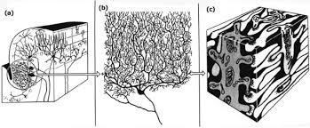 In the human brain the brainstem is composed of the midbrain, the pons, and the medulla oblongata. From Cybernetics To Brain Theory And More A Memoir Sciencedirect