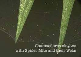 How To Control Spider Mites On Indoor Plants Palm Plant Care Spider Mites Plant Care Today