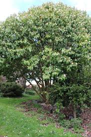 A wide variety of mini bubble plant options are available to you, such as usage condition, material, and commercial buyer. Magnolia Bubbles