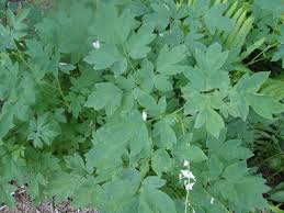 Image result for Dicranolepis