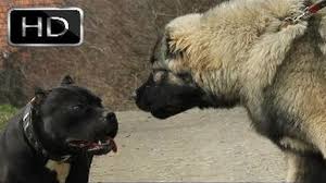 Kangal Mi Pitbull Mu Cevabi Siz Verin Jacob Videolari