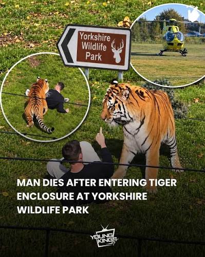 A man has died after entering a tiger enclosure at Yorkshire Wildlife Park near Doncaster on Saturday afternoon. Police received reports at around 1:35pm. Two ambulances, an air ambulance and a docto