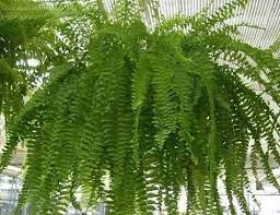 Helechos Babilonicos Plantas Colgantes S 34 9 Plantas Colgantes Jardin De Helechos Plantas