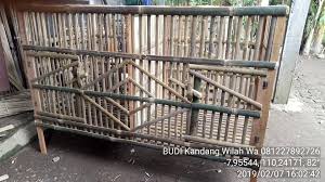 Alasnya sendiri umumnya diberi sekam padi agar kelembaban terjaga dan akan diganti minimal sekali 3 hari. Kandang Ayam Bangkok Dari Bambu Kita