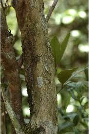 Image result for Pavetta incana